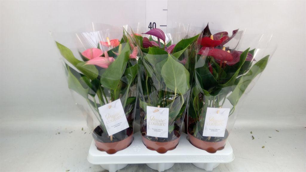 Горшечные цветы и растения оптом Anthurium Andr.   ...mix  3 от 6шт из Голландии с доставкой по России