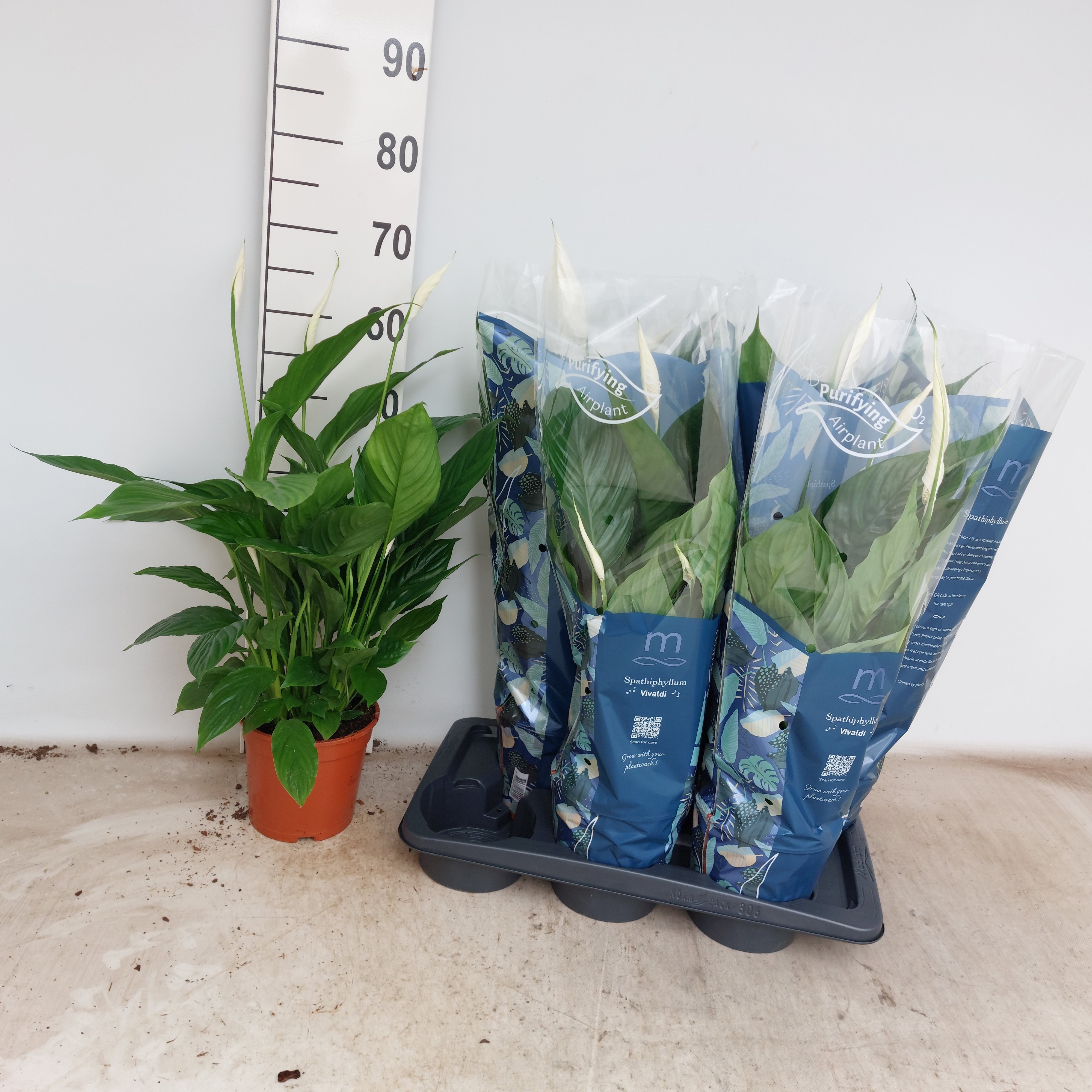 Горшечные цветы и растения оптом Spath Vivaldi от 6шт из Голландии с доставкой по России