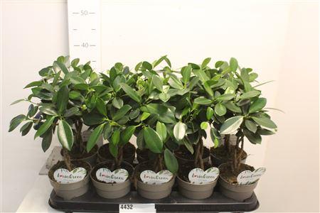 Горшечные цветы и растения оптом Ficus Be Maya Twisted от 10шт из Голландии с доставкой по России