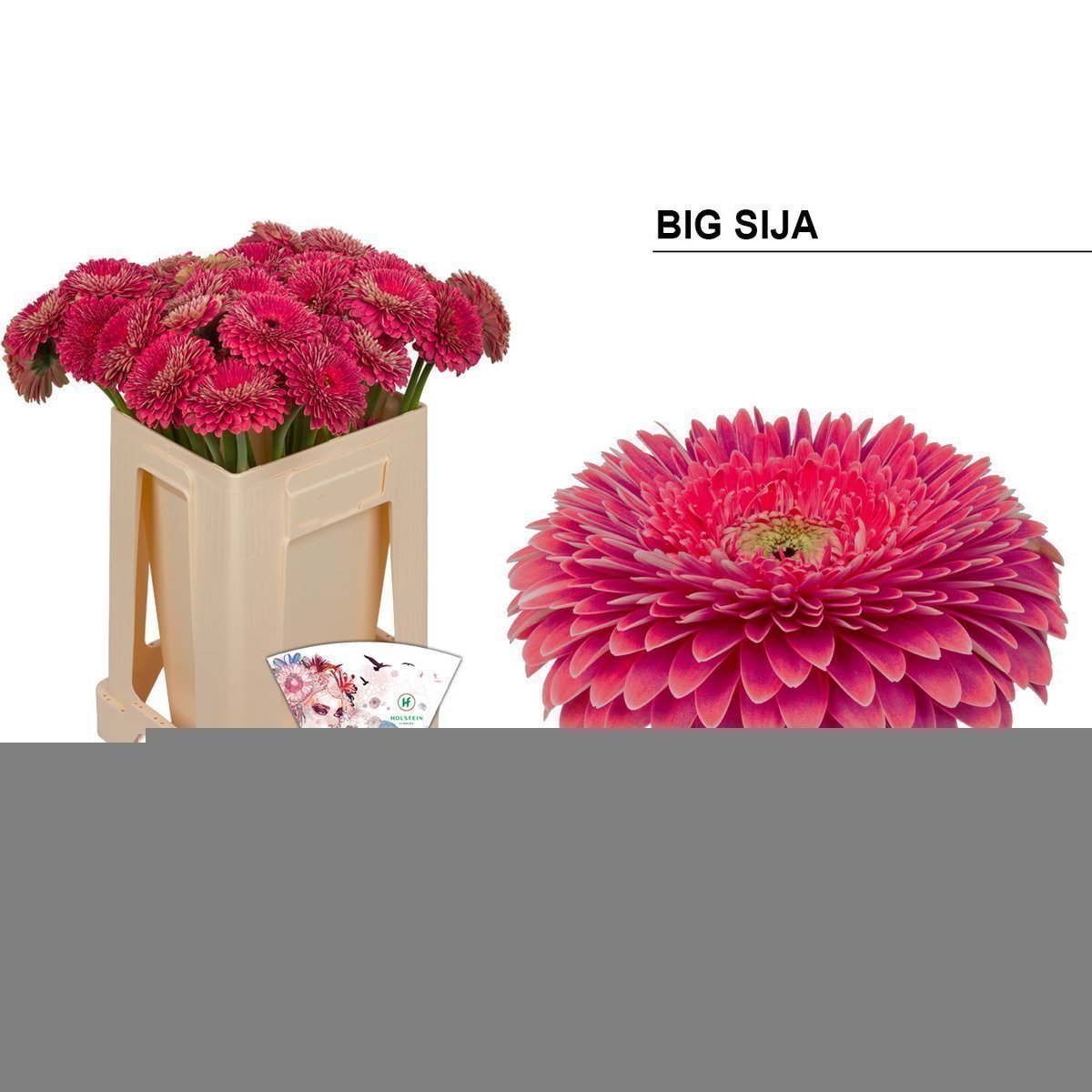 Срезанные цветы оптом Gerbera gerponi big sija от 40шт из Голландии с доставкой по России