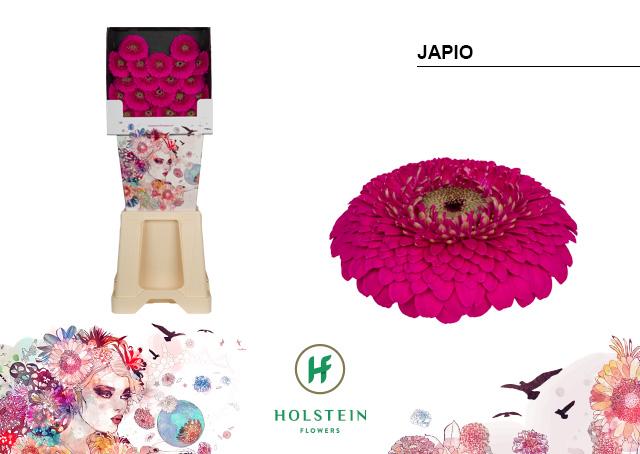 Срезанные цветы оптом Germini diamond gerponi japio от 80шт из Голландии с доставкой по России