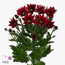 Срезанные цветы оптом Chrys sp bontempi от 80шт. из Голландии с доставкой по России
