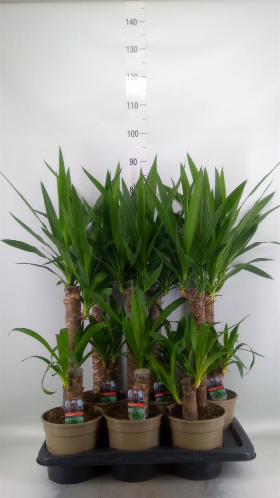 Горшечные цветы и растения оптом Yucca   ... от 6шт из Голландии с доставкой по России