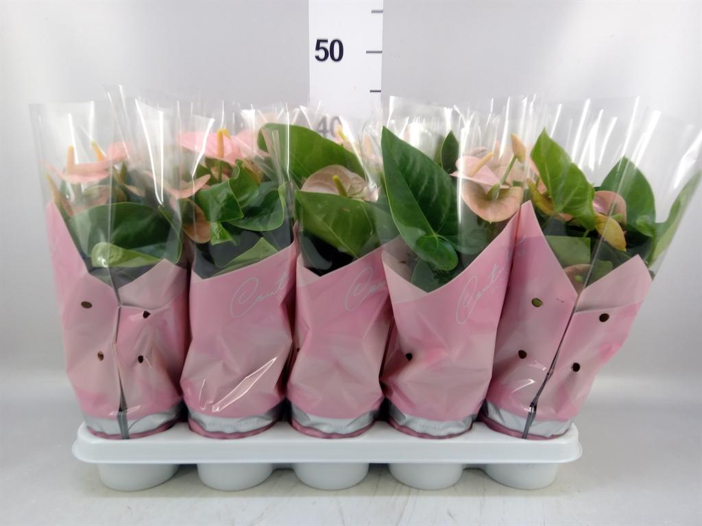 Горшечные цветы и растения оптом Anthurium Andr. spirit от 10шт из Голландии с доставкой по России