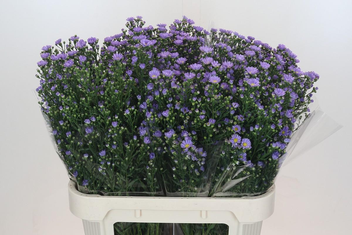 Срезанные цветы оптом Aster cassandra от 100шт из Голландии с доставкой по России