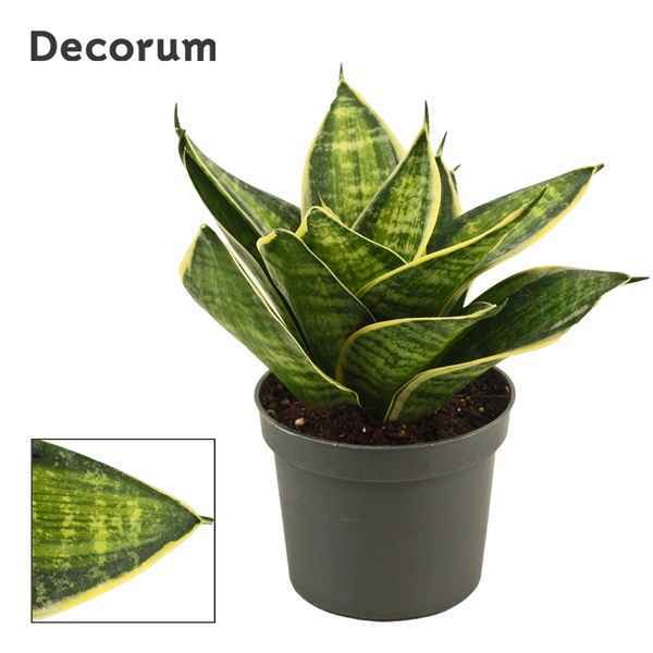 Горшечные цветы и растения оптом Sansevieria Hahnii Superior Star(decorum) от 18шт из Голландии с доставкой по России