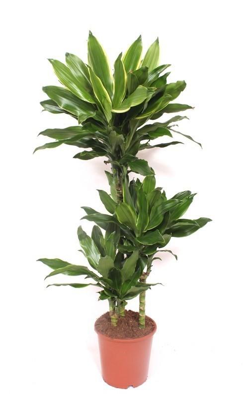 Горшечные цветы и растения оптом Dracaena Golden Coast 60-30-15 от 1шт из Голландии с доставкой по России