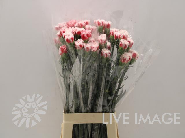 Срезанные цветы оптом Dianthus st safari от 80шт из Голландии с доставкой по России