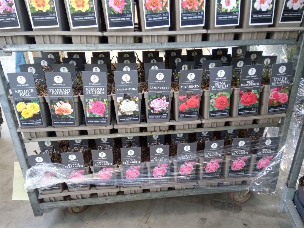 Горшечные цветы и растения оптом Rosa Fl  ... от 6шт из Голландии с доставкой по России