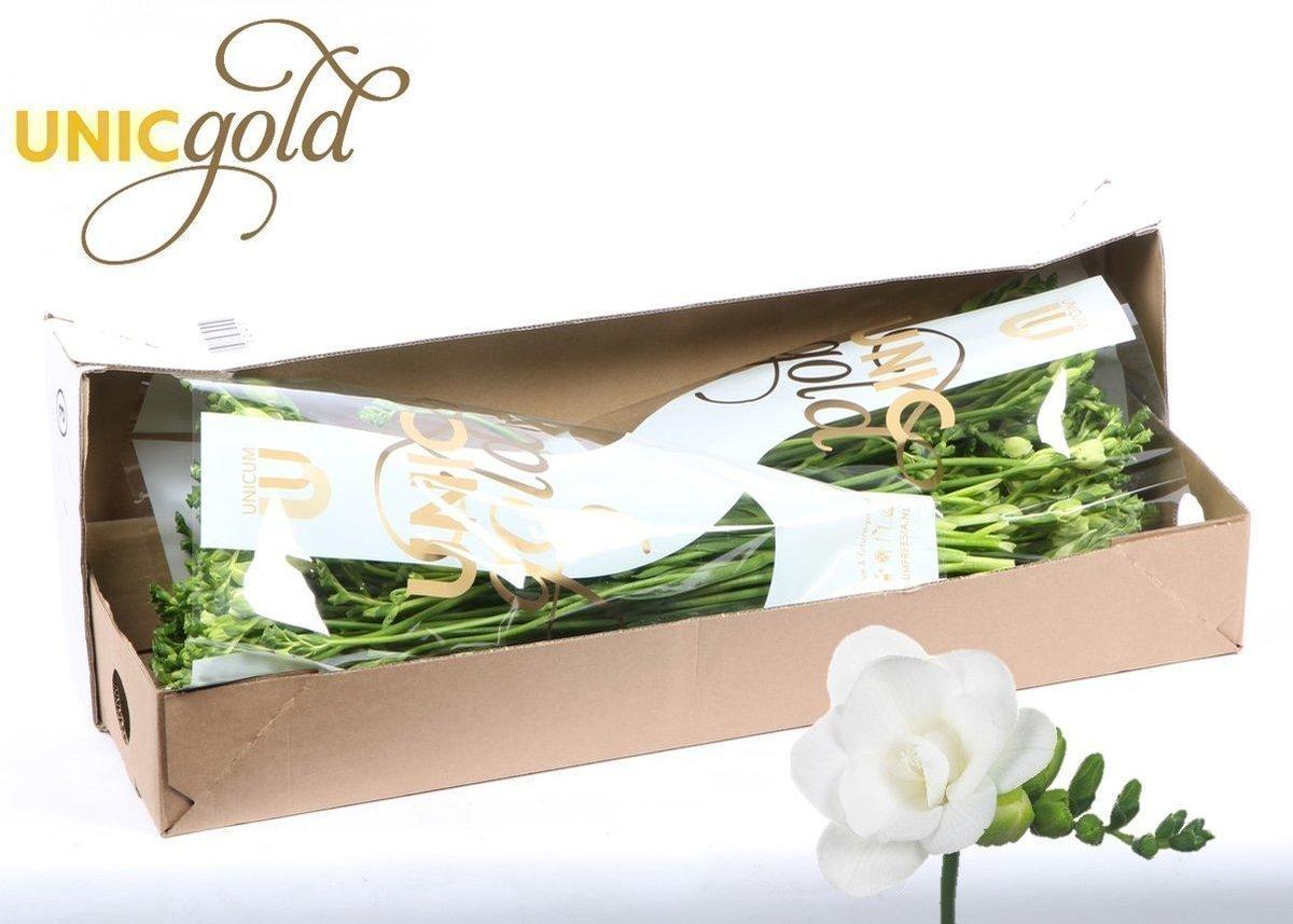 Срезанные цветы оптом Freesia do essence от 100шт из Голландии с доставкой по России