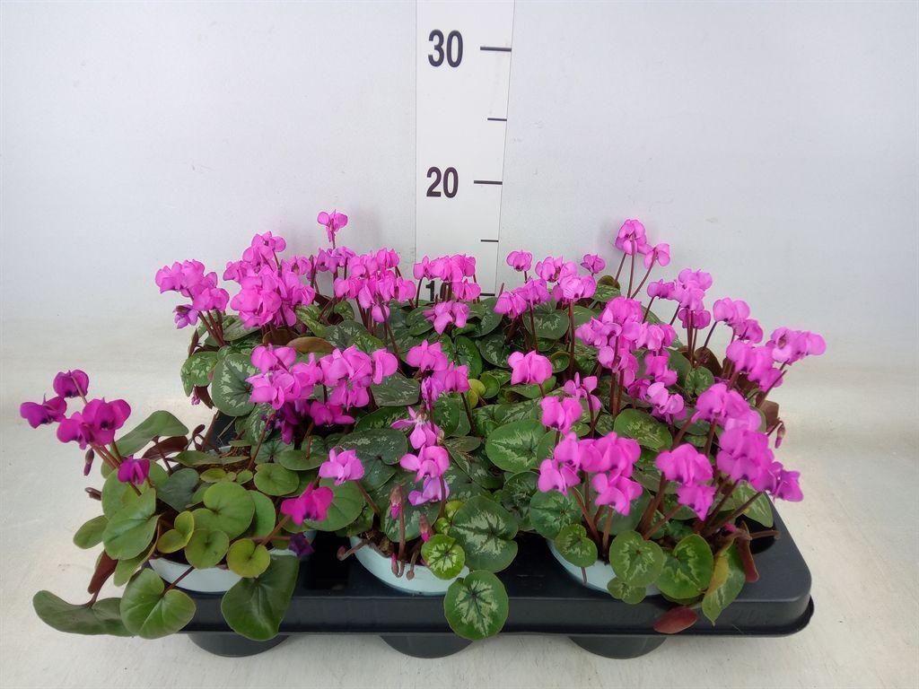 Горшечные цветы и растения оптом Cyclamen Coum от 9шт (для телеги) из Голландии с доставкой по России