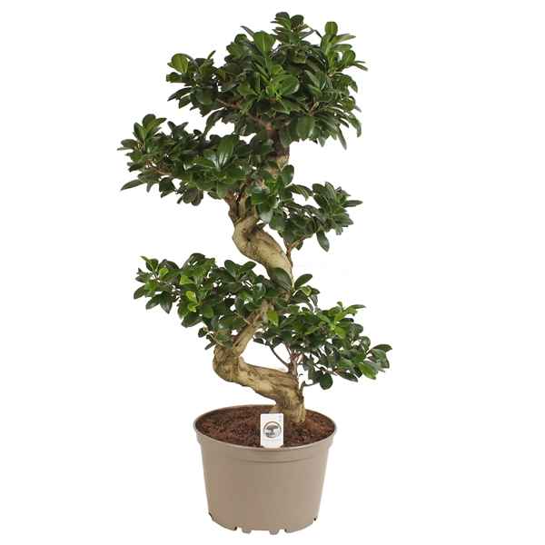 Горшечные цветы и растения оптом Ficus Ginseng Pot In Carbon Free Pot S-sh от 2шт из Голландии с доставкой по России