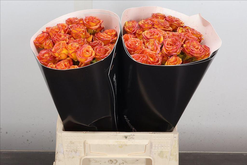 Срезанные цветы оптом Rosa spray wax yellow от 20шт из Голландии с доставкой по России