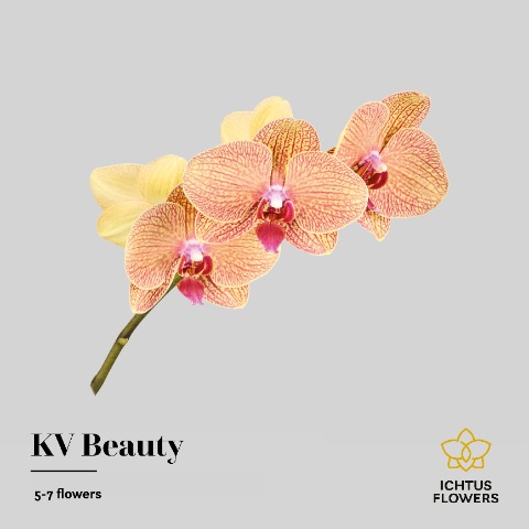 Срезанные цветы оптом Phalaenopsis kv beauty (per stem) от 24шт из Голландии с доставкой по России