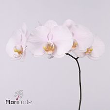 Срезанные цветы оптом Phalaenopsis alpha (per stem) от 15шт из Голландии с доставкой по России