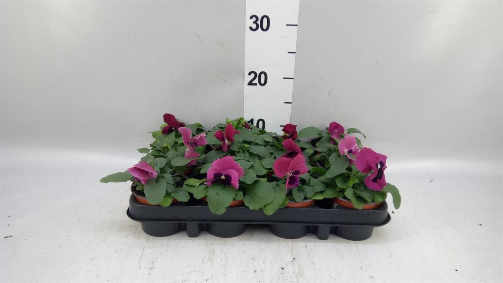 Горшечные цветы и растения оптом Viola Wr. delta Rose Surprise от 12шт (для телеги) из Голландии с доставкой по России