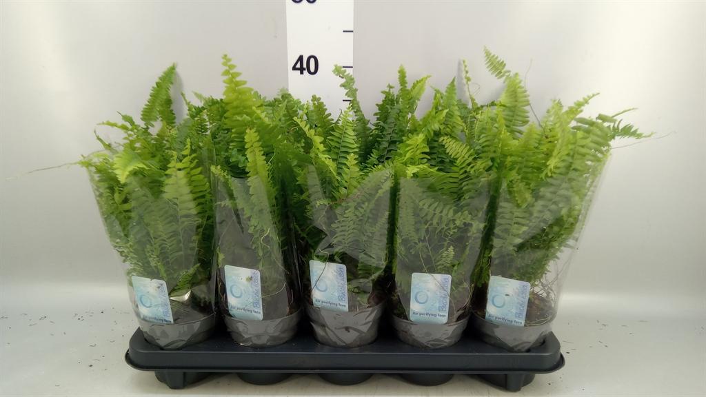 Горшечные цветы и растения оптом Nephrolepis Exal. green Lady от 10шт из Голландии с доставкой по России