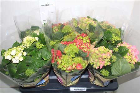 Горшечные цветы и растения оптом ** Hydr Macrophylla Gem 6+ * Spring Deal * от 6шт из Голландии с доставкой по России