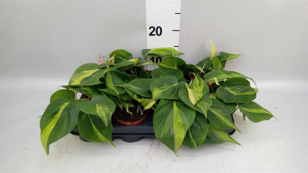 Горшечные цветы и растения оптом Philodendron Scand. brasil от 12шт (для телеги) из Голландии с доставкой по России