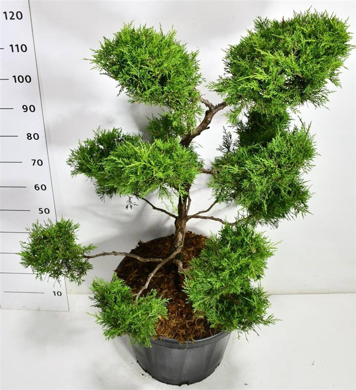 Горшечные цветы и растения оптом Juniperus Pfitz Old Gold от 1шт из Голландии с доставкой по России