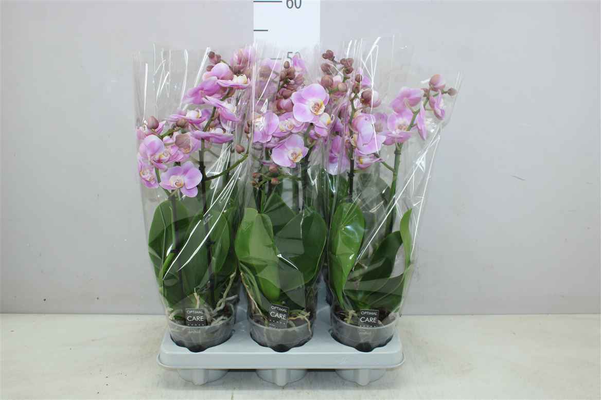 Горшечные цветы и растения оптом Phal Multifl Elegance 2 Tak от 6шт из Голландии с доставкой по России