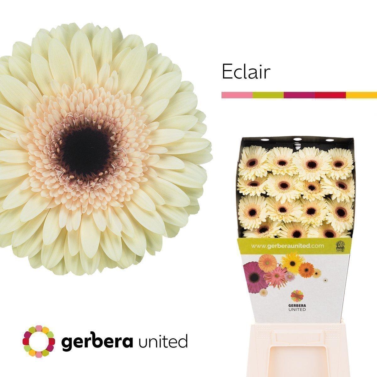 Срезанные цветы оптом Gerbera diamond eclair от 30шт из Голландии с доставкой по России