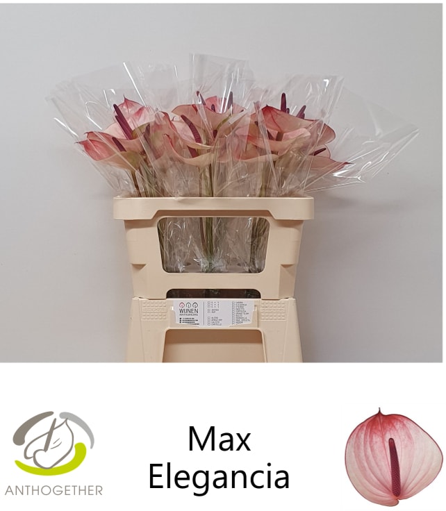 Срезанные цветы оптом Anthurium maxima elegance от 30шт из Голландии с доставкой по России