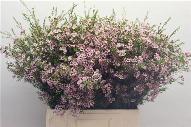 Срезанные цветы оптом Chamelaucium early nir от 25шт из Голландии с доставкой по России