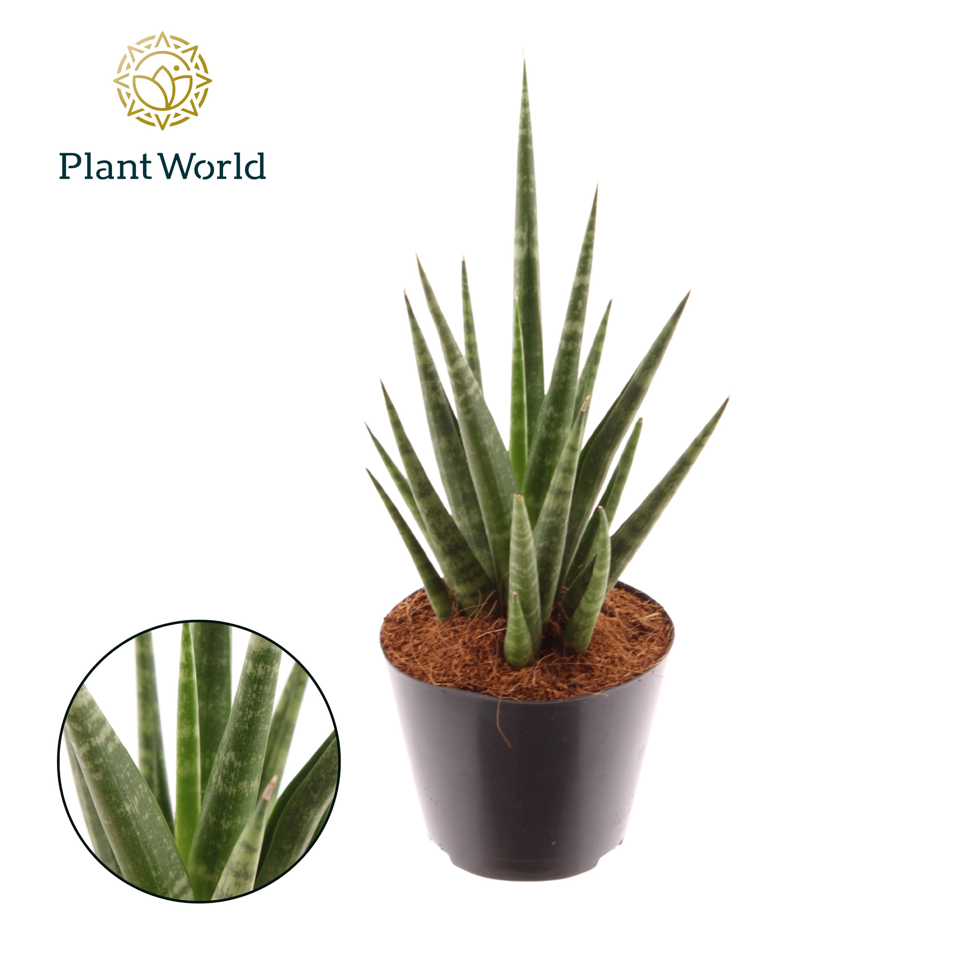 Горшечные цветы и растения оптом Sansevieria Dancing Queen от 12шт (для телеги) из Голландии с доставкой по России