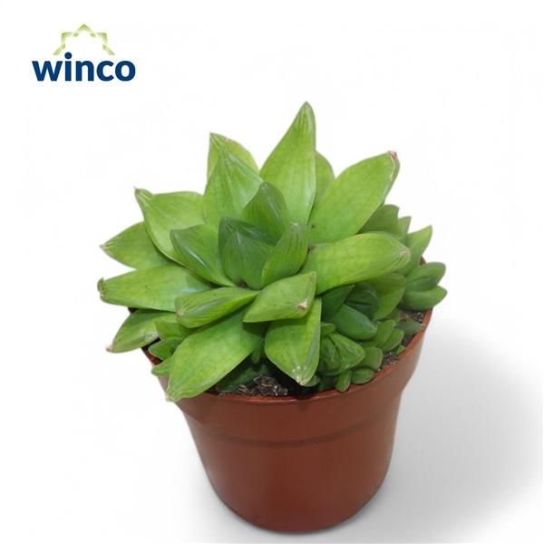 Горшечные цветы и растения оптом Haworthia Cymbiformis от 18шт (для телеги) из Голландии с доставкой по России