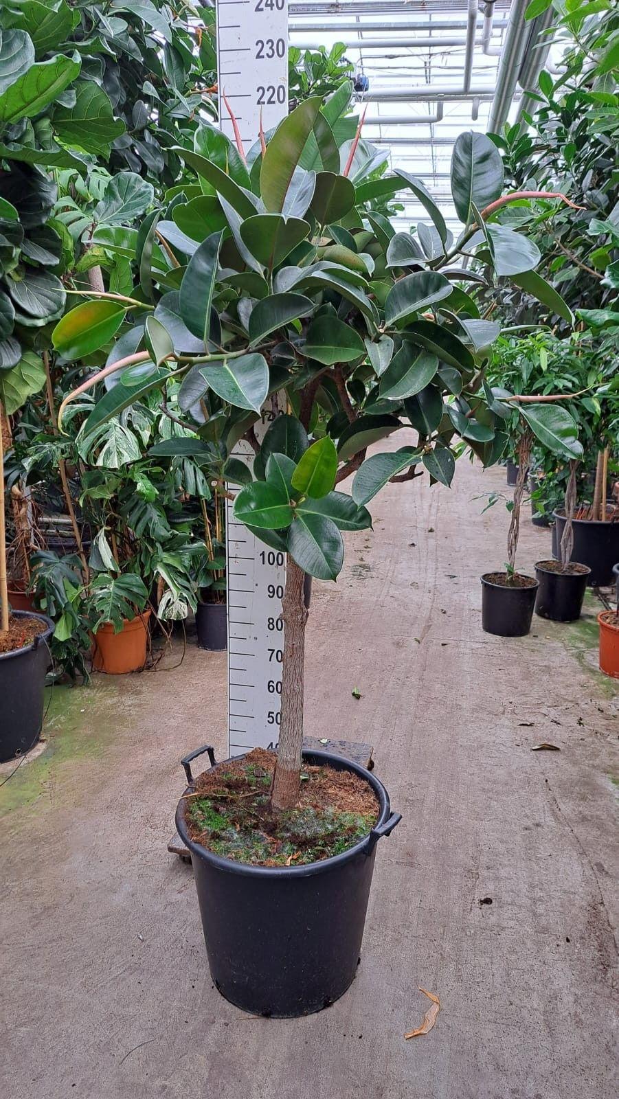 Горшечные цветы и растения оптом Ficus El Robusta On Stem Xxl от 1шт из Голландии с доставкой по России