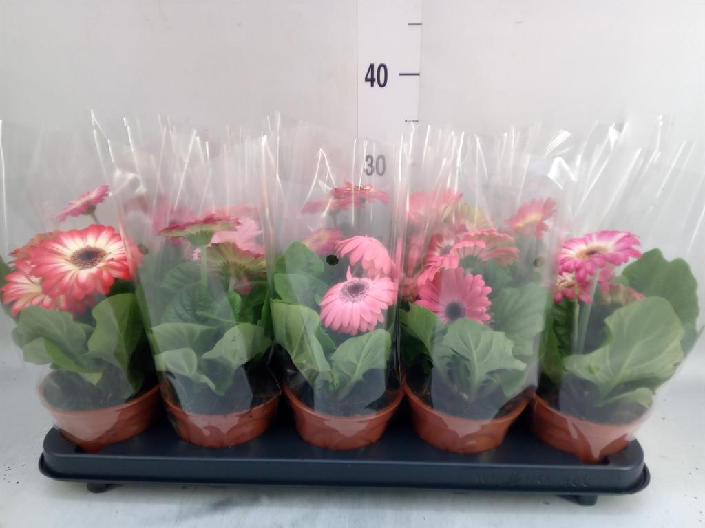 Горшечные цветы и растения оптом Gerbera   ...mix от 10шт (для телеги) из Голландии с доставкой по России