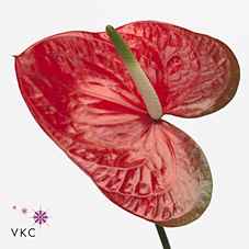 Срезанные цветы оптом Anthurium red amor от 12шт.. из Голландии с доставкой по России