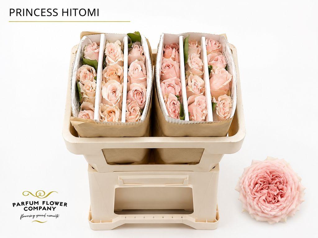 Срезанные цветы оптом Rosa garden princess hitomi от 24шт из Голландии с доставкой по России