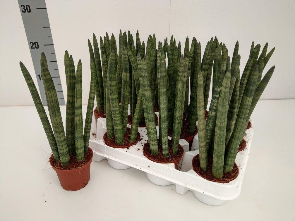 Горшечные цветы и растения оптом Sansevieria Cyl.  ... от 12шт (для телеги) из Голландии с доставкой по России