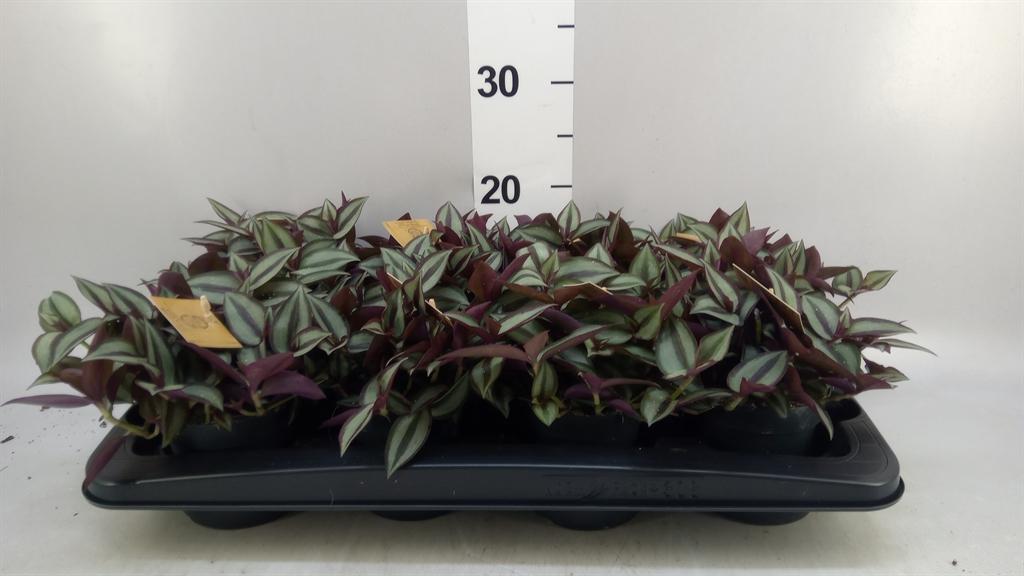 Горшечные цветы и растения оптом Tradescantia Zebr. purpusii от 8шт из Голландии с доставкой по России