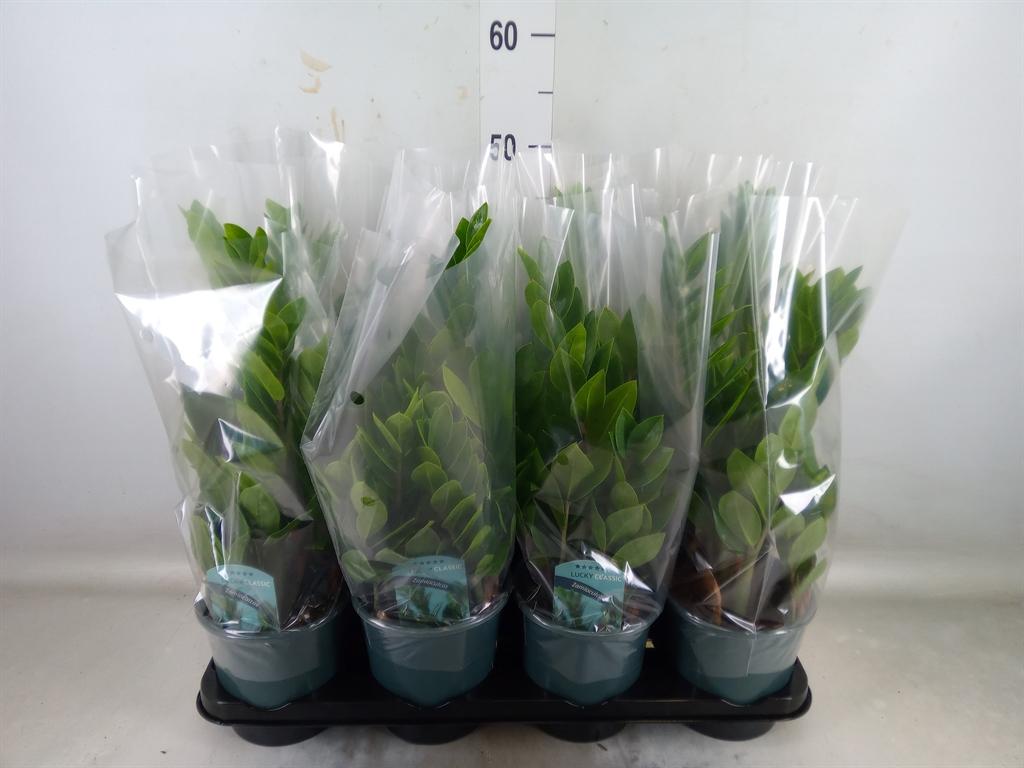 Горшечные цветы и растения оптом Zamioculcas Zamiifolia от 8шт из Голландии с доставкой по России