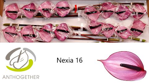 Срезанные цветы оптом Anthurium nexia от 16шт из Голландии с доставкой по России