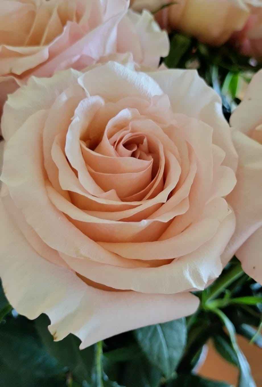 Срезанные цветы оптом Rosa ec fascination от 18шт из Голландии с доставкой по России