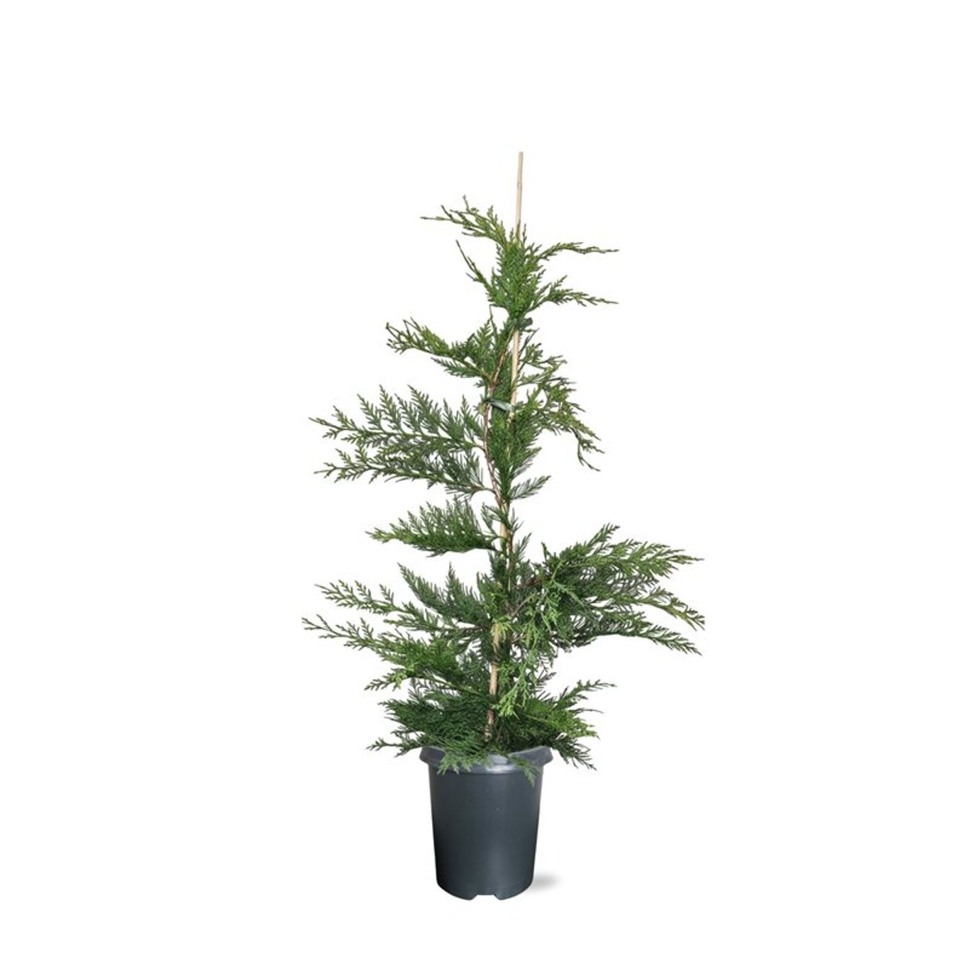 Горшечные цветы и растения оптом Cupressocyparis Leylandii от 1шт из Голландии с доставкой по России