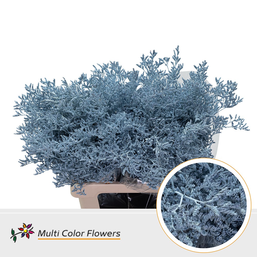 Срезанные цветы оптом Limonium paint blue light от 50шт.. из Голландии с доставкой по России