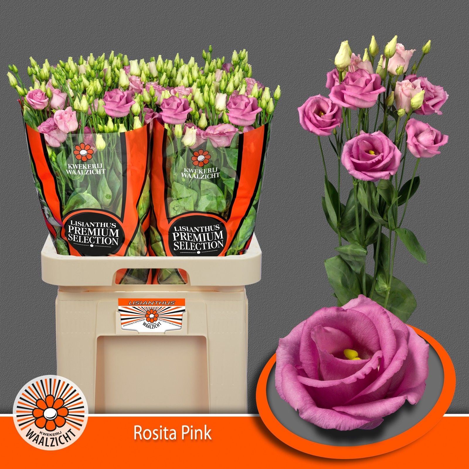 Срезанные цветы оптом Lisianthus do rosita pink от 40шт.... из Голландии с доставкой по России