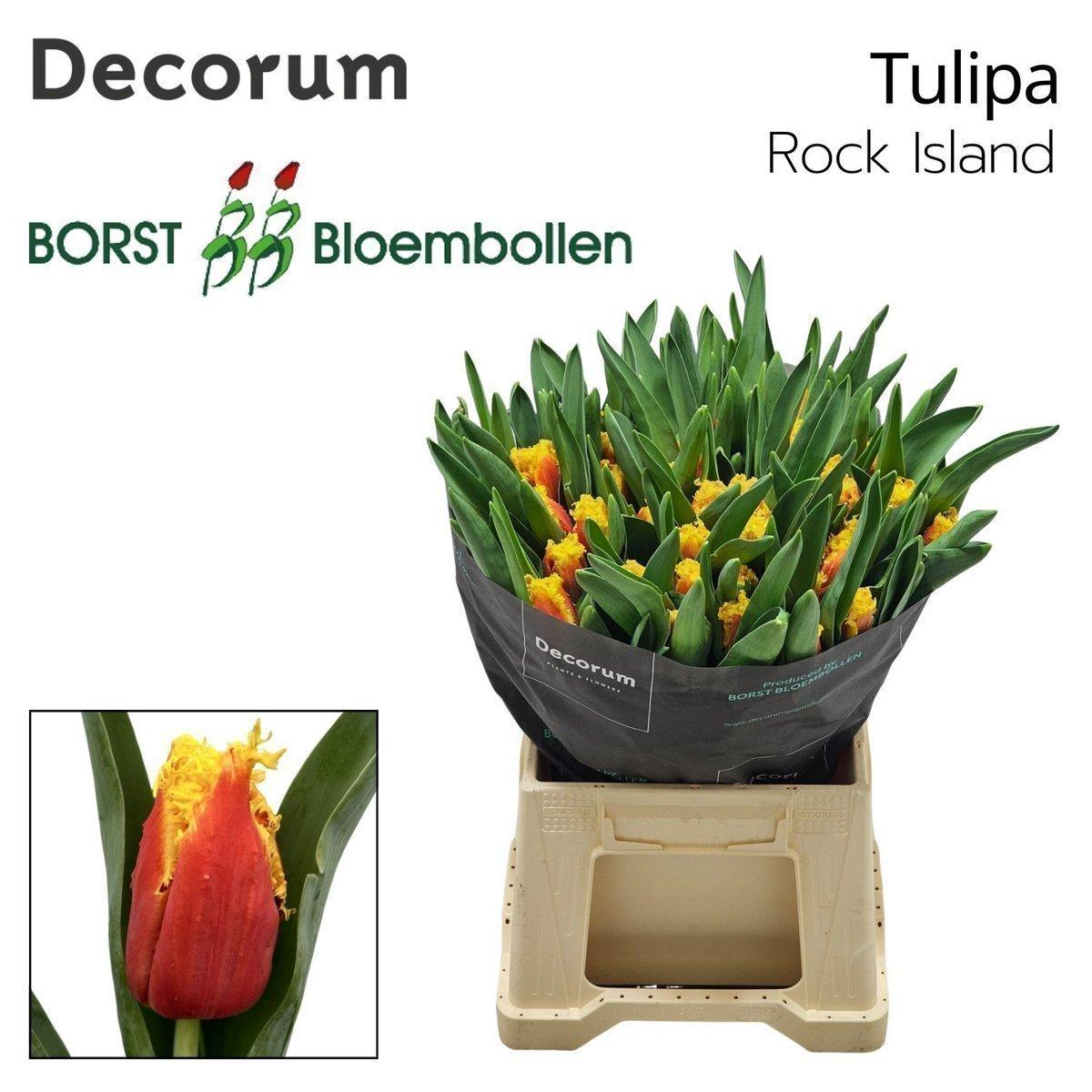 Срезанные цветы оптом Tulipa fr rock island от 50шт из Голландии с доставкой по России