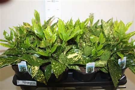 Горшечные цветы и растения оптом ** Aucuba J Crotonifoli * Spring Deal * от 7шт из Голландии с доставкой по России