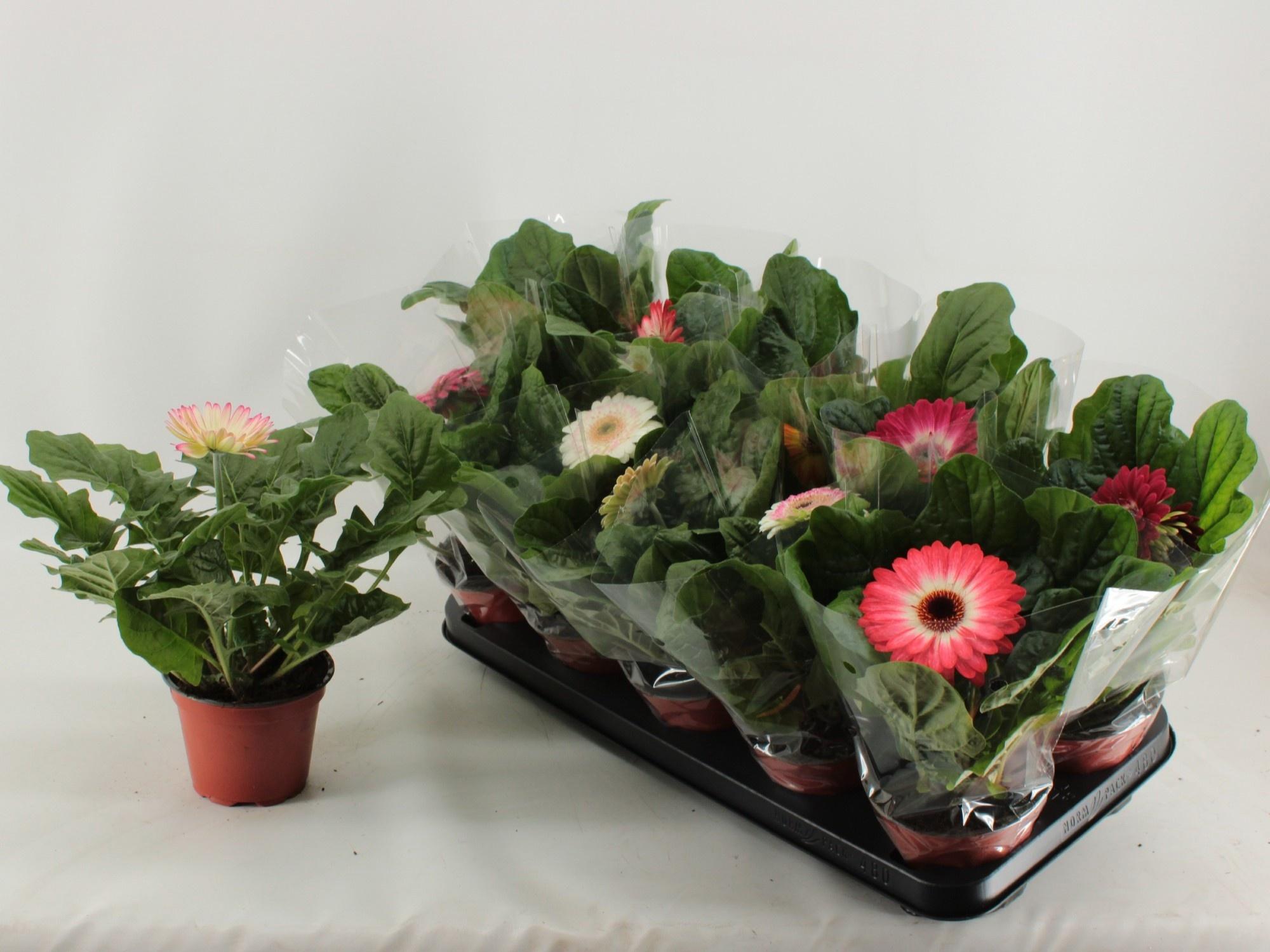 Горшечные цветы и растения оптом Ger Gem от 10шт (для телеги) из Голландии с доставкой по России