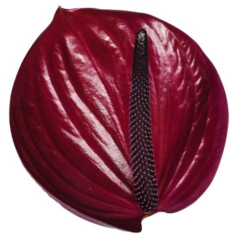 Срезанные цветы оптом Anthurium maravilla от 40шт из Голландии с доставкой по России