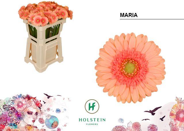 Срезанные цветы оптом Germini maria от 80шт из Голландии с доставкой по России