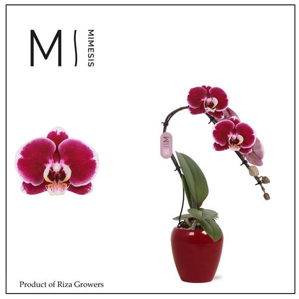 Горшечные цветы и растения оптом Phal Swan 1st Red Ceramic (orchid Growers) от 6шт (для телеги) из Голландии с доставкой по России