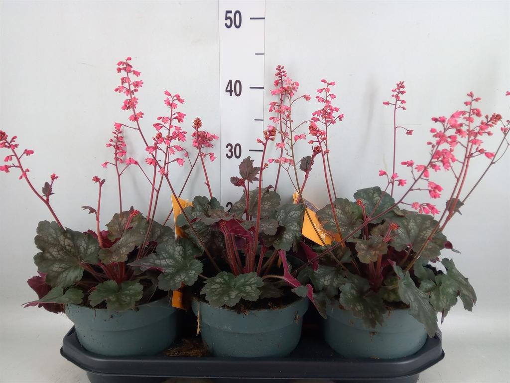 Горшечные цветы и растения оптом Heuchera   ... от 3шт из Голландии с доставкой по России