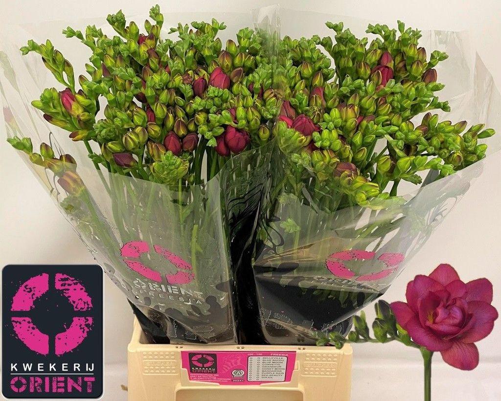 Срезанные цветы оптом Freesia do expression от 100шт из Голландии с доставкой по России